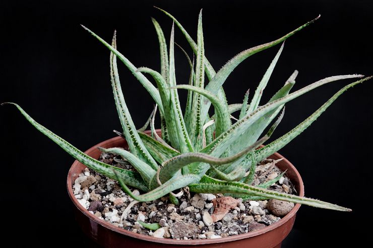 Aloe jolie