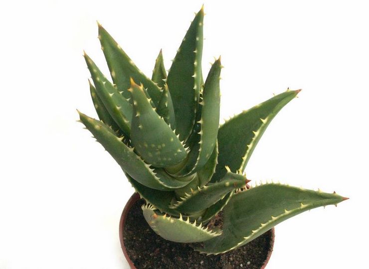 Aloe lointain