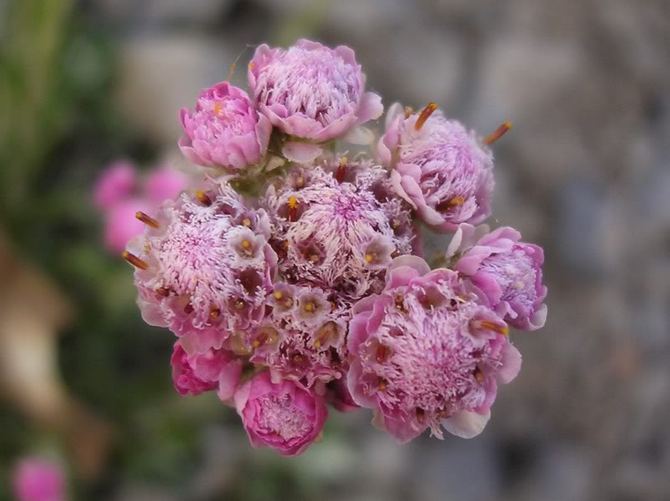 Antennaria est la patte d'un chat. Soin et culture des fleurs. Plantation et sélection