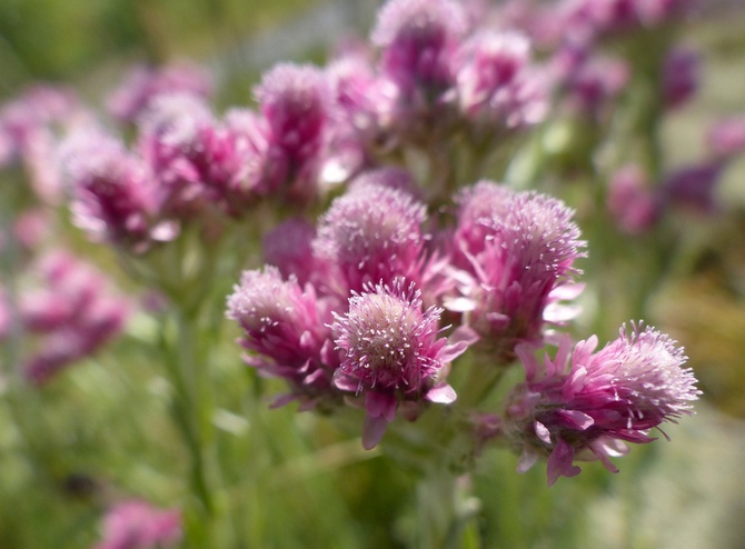 Antennaria - Patte de chat: soin et culture d'une fleur