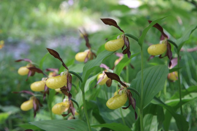 Paphiopedilum nécessite un arrosage régulier, le même tout au long de l'année