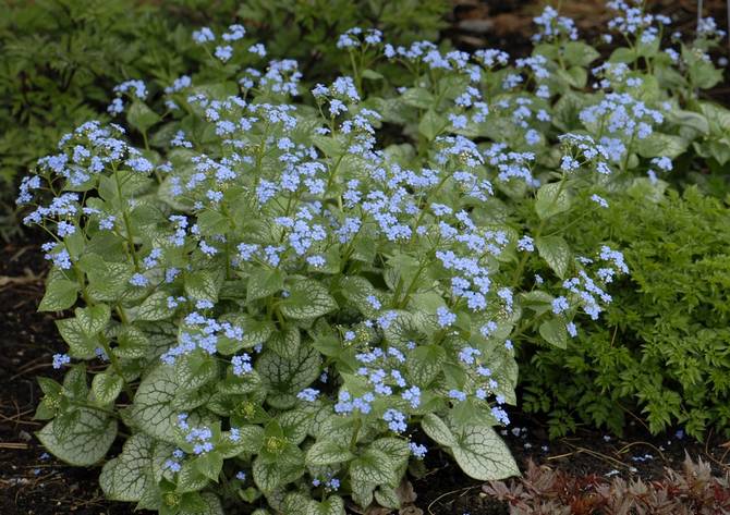 Variétés Brunner à grandes feuilles