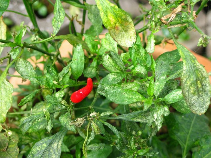 Capsicum ravageurs et maladies