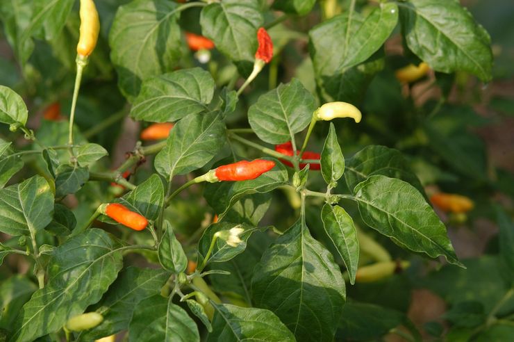 Cayenne ou poivre de brousse