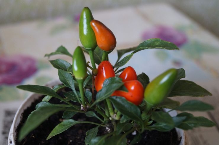 Greffe de Capsicum