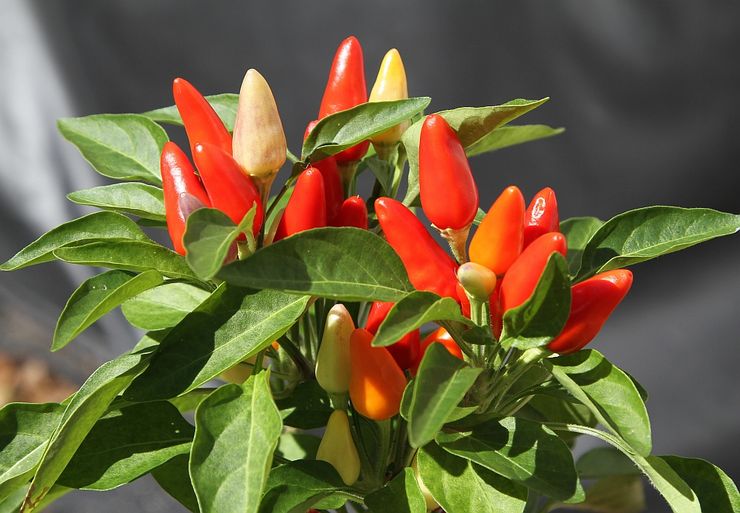 Plant de capsicum