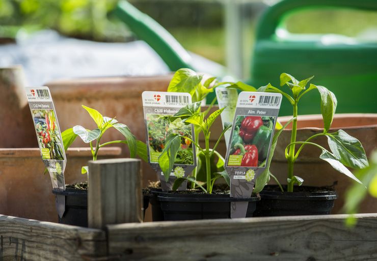 Reproduction de capsicum