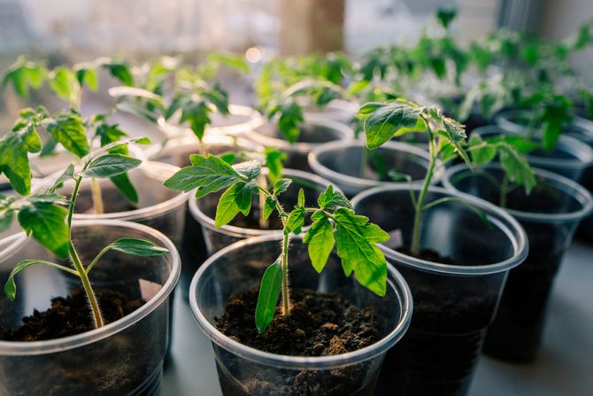 Elevage de tomates cerises