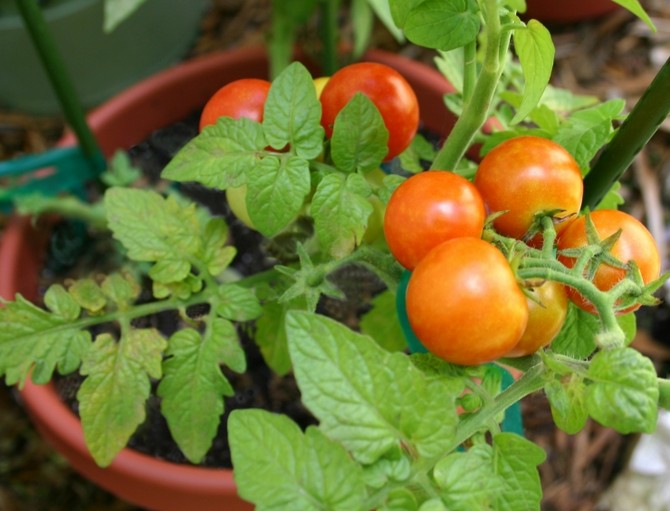 une alimentation abondante des plantes peut leur être très nocive