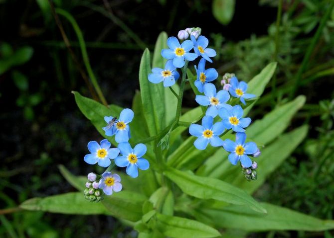 Ne m'oublie pas. Cultiver et prendre soin des fleurs myosotis. Plantation et reproduction. Description, types