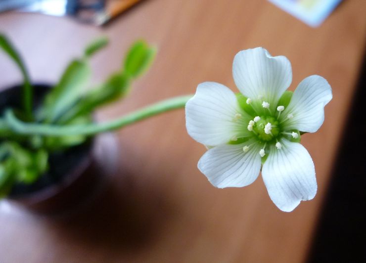 Fleur de piège à mouches Vénus