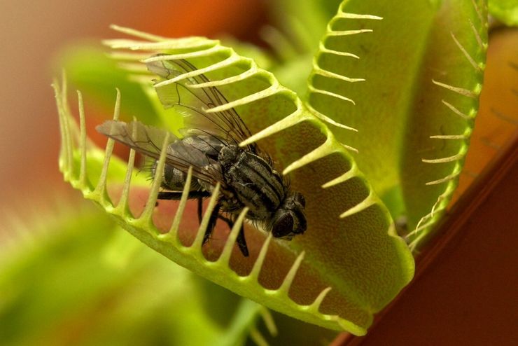 Régime Venus Flytrap