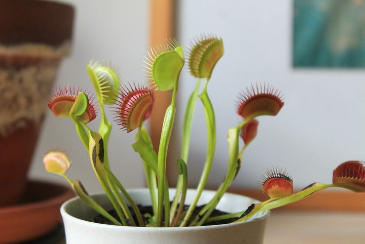 Prendre soin du piège à mouches Venus à la maison