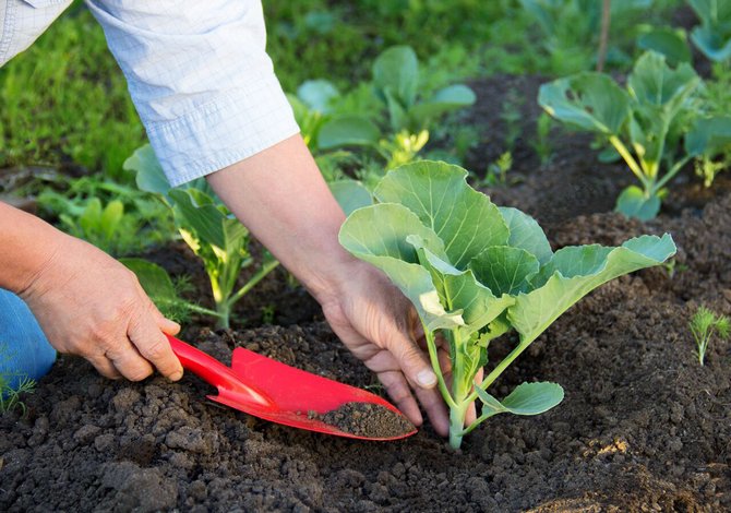 Semis biologiques et aliments pour plantes d'intérieur