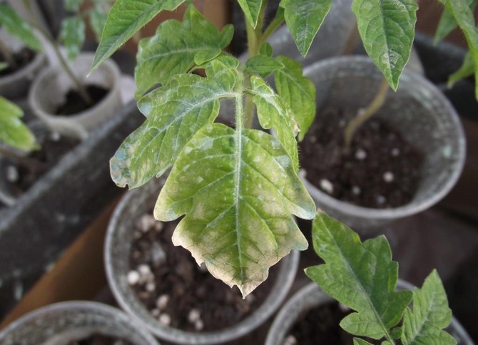 Les plants de tomates deviennent pâles et jaunes, les feuilles se dessèchent et tombent