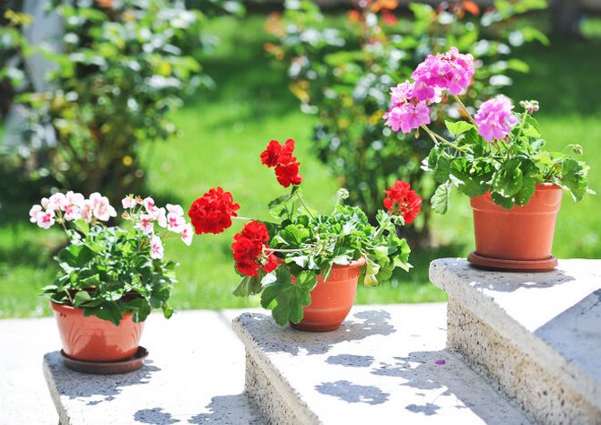 Une beauté luxuriante à feuilles rondes est capable d'améliorer le sommeil, de réduire les manifestations de névroses et de certaines maladies du système nerveux