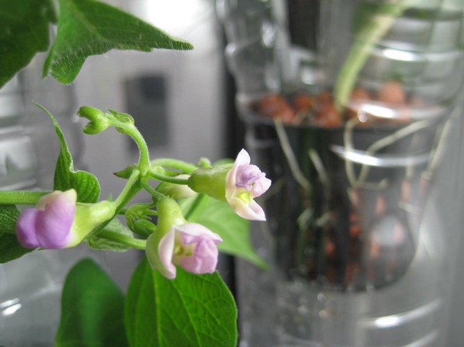 Pour la construction d'un "appareil hydroponique", vous aurez besoin de deux conteneurs, par exemple deux pots de fleurs, de tailles différentes