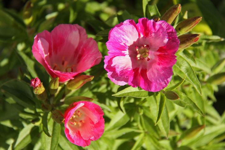 Chère godetia