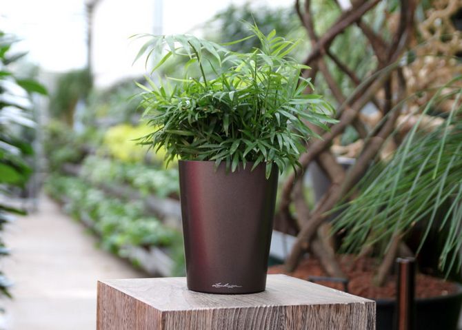 Certains producteurs recommandent de replanter des palmiers en fonction de leur âge: jeunes plants - chaque année, et adultes - tous les trois ans.