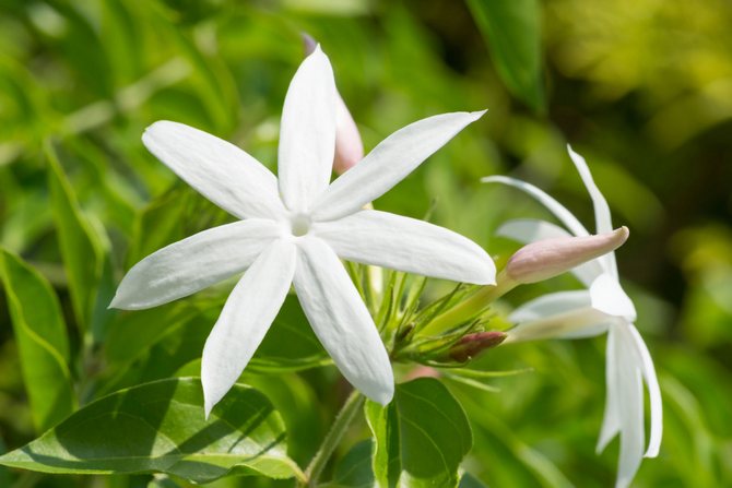 Placez des tiges de rose ou des brins de jasmin dans la pépinière - ils décoreront non seulement l'intérieur, mais seront également utiles