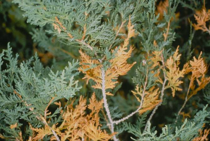 Si la plante est malade, la raison ne peut être que de soins inappropriés.