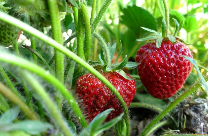 Deuxième alimentation de fraises en été