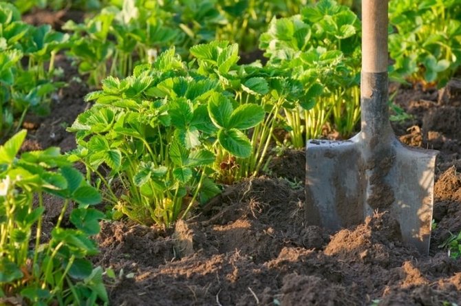 La troisième alimentation de fraises à l'automne