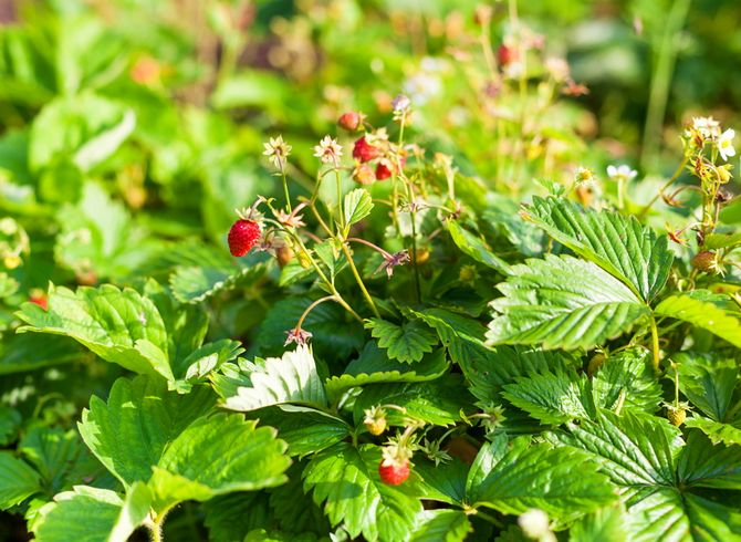 La première alimentation de fraises au printemps