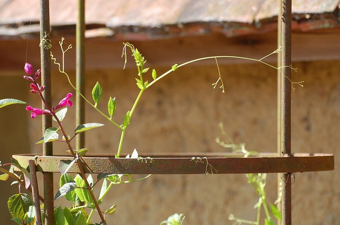 Si la fleur ne vous plaît pas avec des tiges hautes et luxuriantes, elle n'est pas satisfaite du site de plantation ou des soins