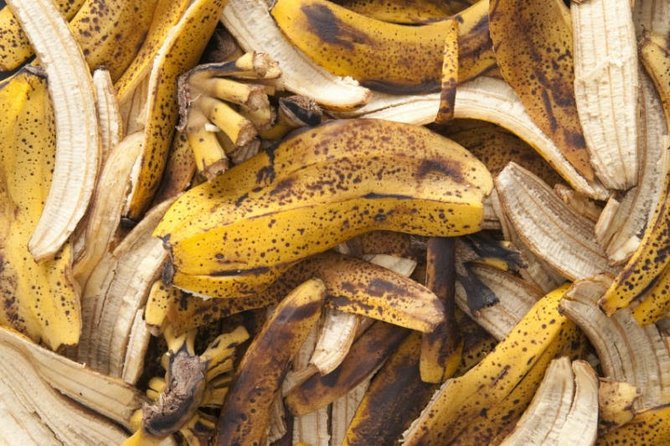 La peau de banane comme engrais