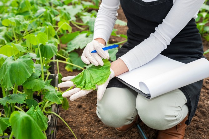 Que faire si les feuilles de concombre jaunissent: solution au problème