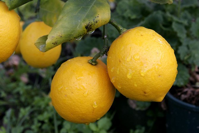 Variétés populaires de citron