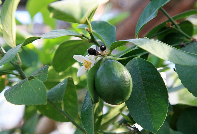 Jubilé de citron