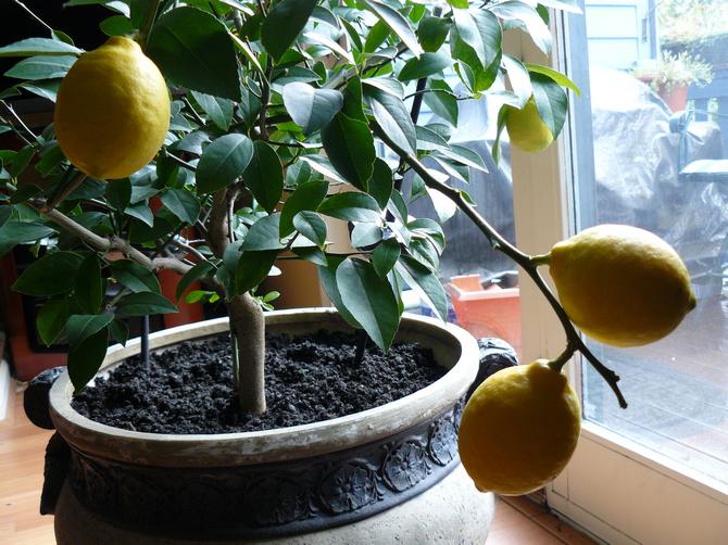 Les citrons sont nourris beaucoup plus souvent que toute autre plante d'intérieur