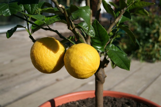 Citron - soins à domicile et culture. Plantation et reproduction. Description, variétés, photos