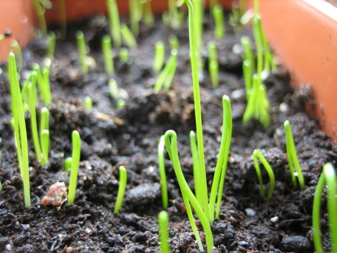 Se préparer à planter des oignons verts