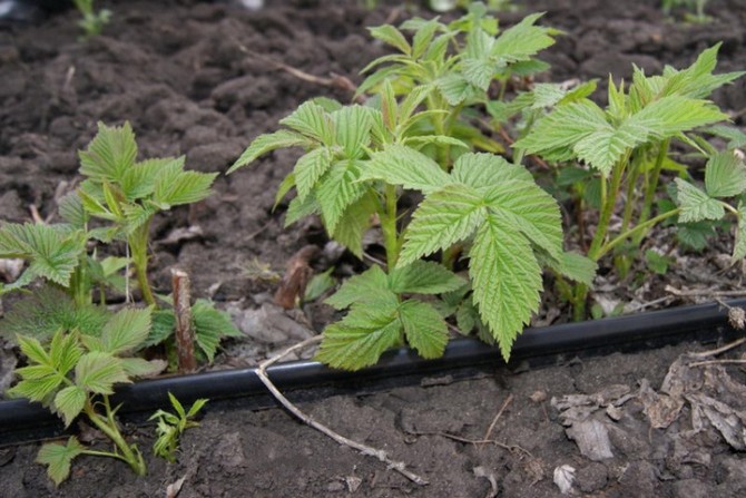 Les framboises ont besoin d'un arrosage constant et rapide