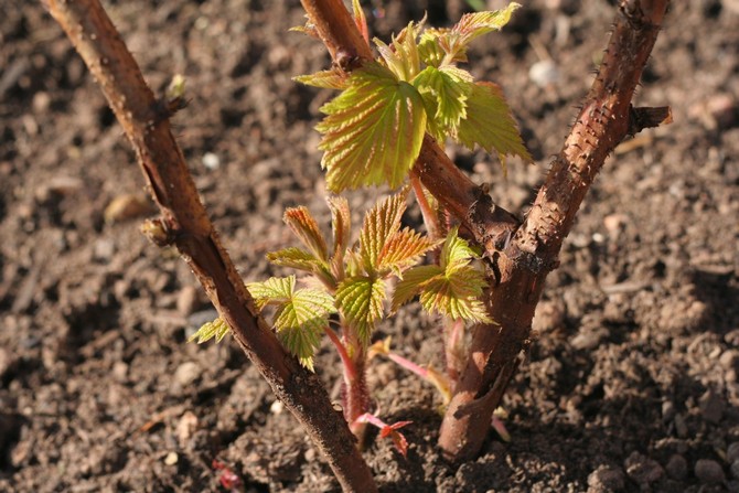 Préparer le jardin et planter des framboises