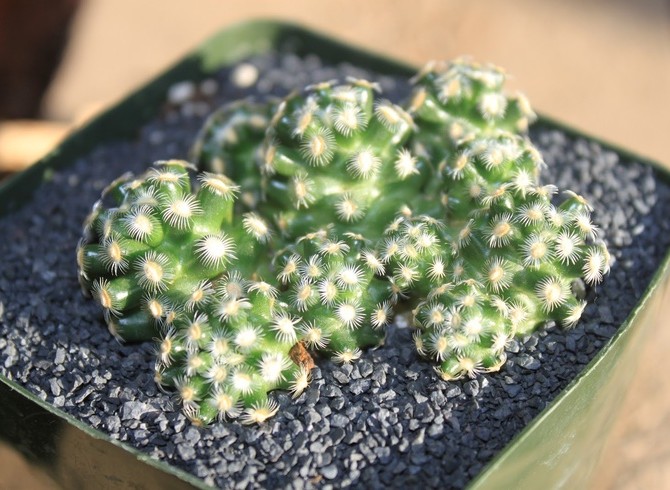 Mammillaria est une plante qui nécessite un minimum d'humidité.