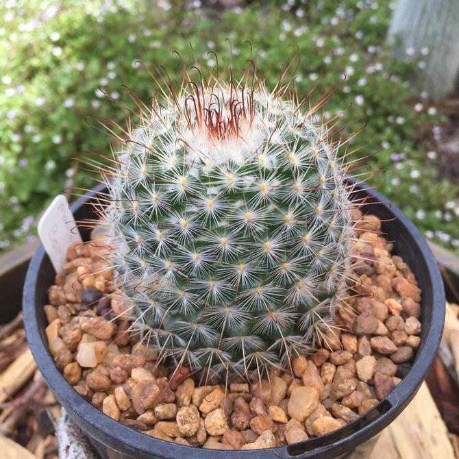 Mammillaria - culture et soins à domicile