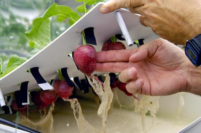 La culture hydroponique à la maison. Cultiver des plantes à l'aide de la culture hydroponique