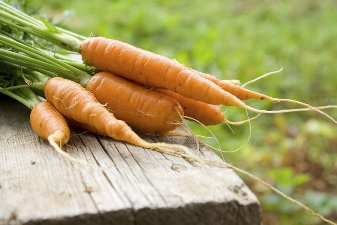 Les variétés de carottes les plus sucrées pour les aliments pour bébés