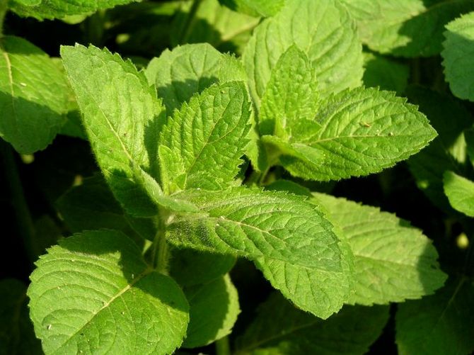 La menthe peut également améliorer l'appétit, et tout le monde sait que la fleur soulage l'inflammation et la douleur.