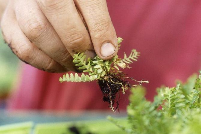 La reproduction de la fougère nephrolepis est possible de deux manières: par pousses et division.