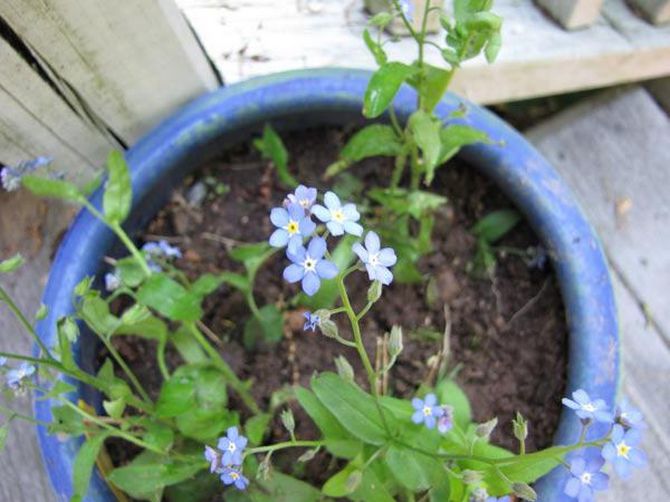 Il existe plusieurs façons d'élever des myosotis. Le moyen le plus simple d'obtenir une nouvelle progéniture de fleurs est d'utiliser des graines.