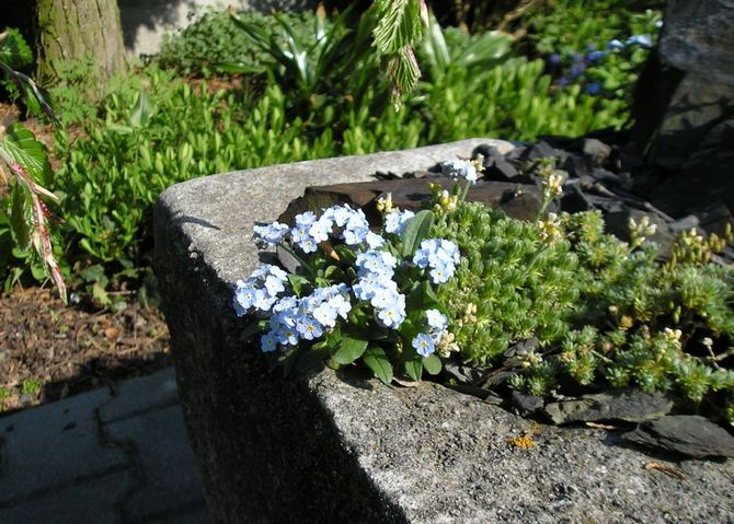 Comment utiliser les myosotis dans la conception de paysage