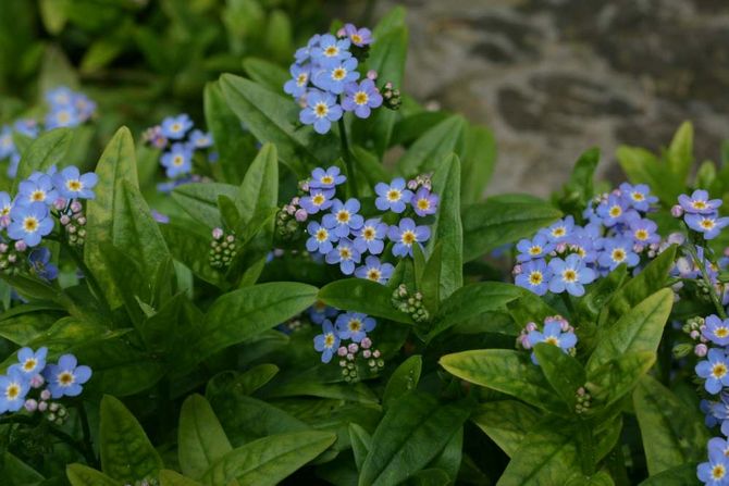 Grandir et prendre soin des myosotis