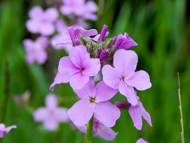 Fête de Matrona ou Night violet (Hesperis). Cultiver et prendre soin. Plantation et sélection