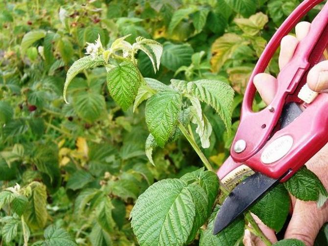 La première taille aidera à former correctement la forme du buisson, contribuera à la croissance des pousses latérales