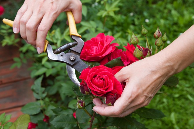 Toutes les fleurs fanées et absolument toutes les pousses sont taillées.